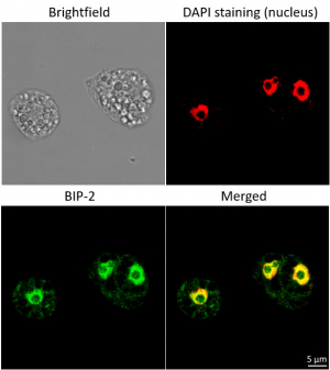 BiP | Lumenal-binding protein (goat antibody) in the group Antibodies Plant/Algal  / Membrane Transport System / Endomembrane system at Agrisera AB (Antibodies for research) (AS09 615)